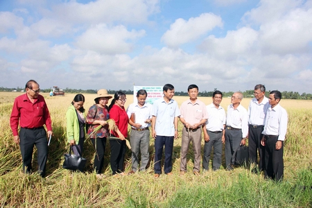 Doanh nghiệp đầu tư mô hình sản xuất lúa theo hướng an toàn sinh học tại Ấp 10 (xã Mỹ Lộc- Tam Bình).