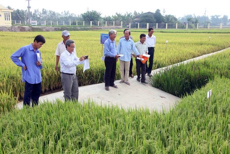 Xây dựng vùng nguyên liệu giống lúa đáp ứng nhu cầu sản xuất và thị trường là nhu cầu cấp thiết. Trong ảnh: Khảo nghiệm giống tại Trại Lúa giống tỉnh.