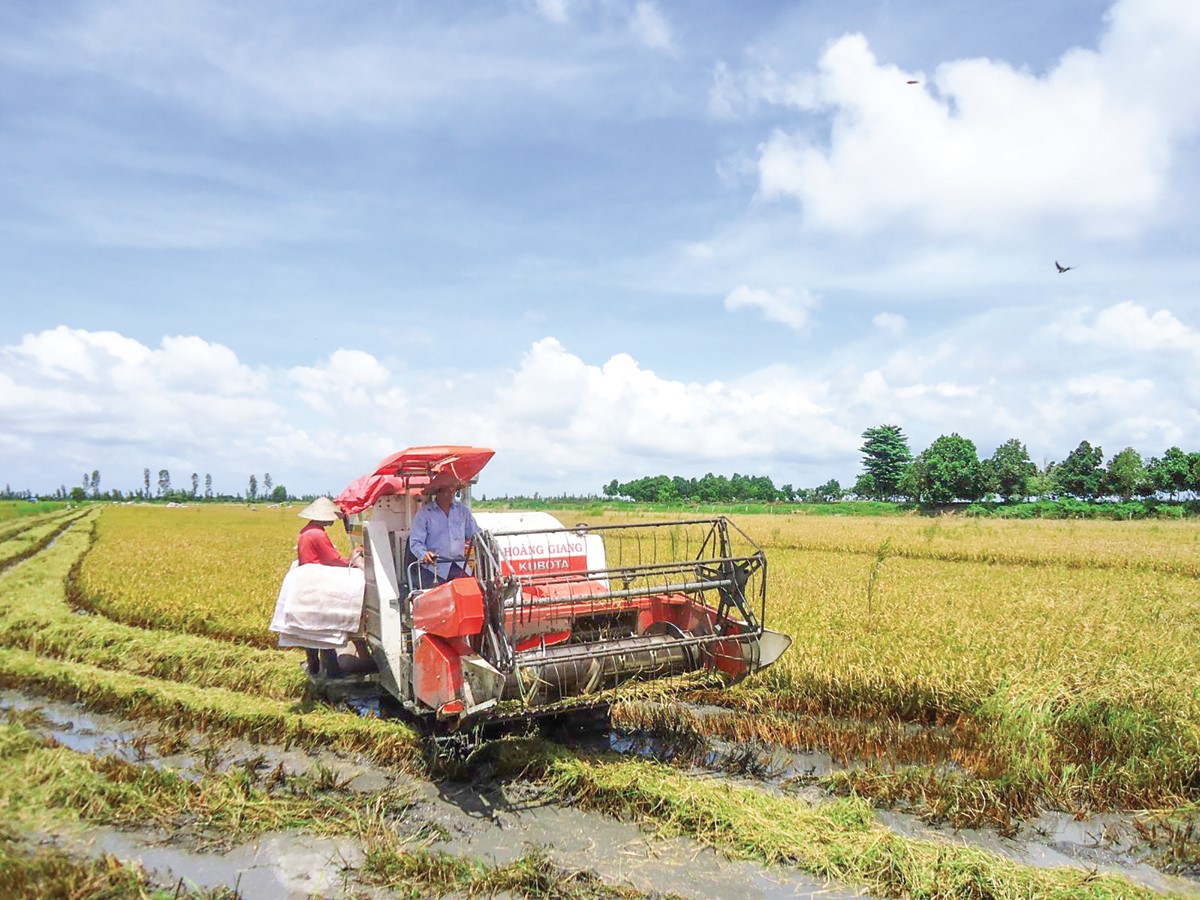 Thu hoạch lúa tại một HTX tham gia sản xuất vào cánh đồng lớn ở huyện Vĩnh Thạnh.