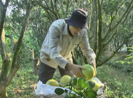 Nông dân TX Bình Minh không ngừng mở rộng diện tích trồng bưởi Năm Roi vì hiệu quả kinh tế cao.