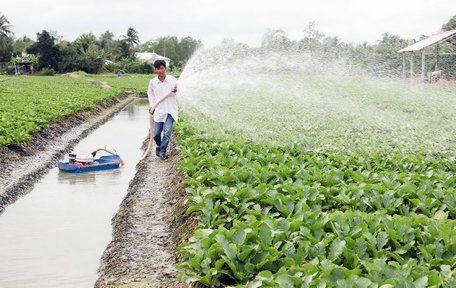 Vùng nguyên liệu nông sản phong phú, Vĩnh Long cũng có nhiều chính sách ưu đãi doanh nghiệp đầu tư vào lĩnh vực nông nghiệp. Trong ảnh: Mô hình sản xuất củ cải trắng đạt chuẩn VietGAP tại xã Long Mỹ (Mang Thít).