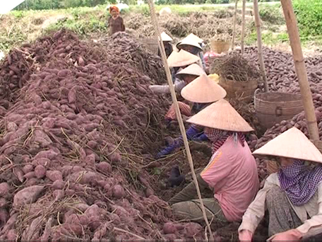 Nông dân Bình Tân đang thu hoạch, phân loại khoai trên đồng.
