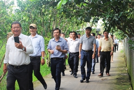 TX Bình Minh là 1 trong các đơn vị cấp huyện của cụm hoàn thành nhiệm vụ xây dựng NTM. Trong ảnh: Văn phòng điều phối NTM Trung ương tham quan vườn bưởi tại xã Mỹ Hòa.
