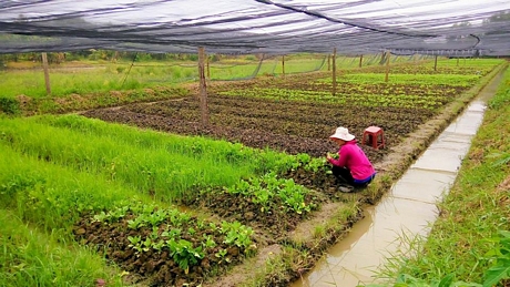 Cần có đủ nguồn rau an toàn cung cấp cho người tiêu dùng. Trong ảnh: Rau trồng nhà lưới ở xã Phước Hậu (Long Hồ).