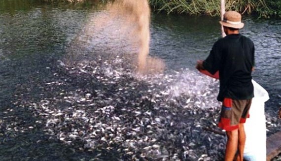 Đã có 800ha diện tích nuôi cá tra giống tăng nhanh trong thời gian qua