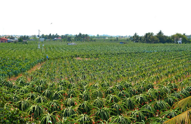 Ở Châu Thành, cây thanh long phát triển rất tốt, được coi là cây trồng chủ lực và trồng với diện tích rất lớn (khoảng 7.000 ha).