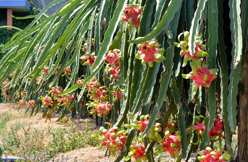 Những hình ảnh đẹp mắt của vườn cây Thanh Long đang chín đỏ rực.