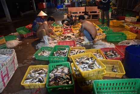 Khoảng 1 giờ đêm, các vựa bắt đầu phân loại cá để chuẩn bị cung cấp cho khách hàng. Lác đác vài người khách đến sớm với mong muốn mua được cá ngon.