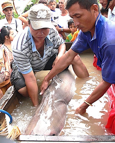Con cá đuối “khủng” bắt được trên sông Vàm Nao