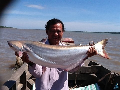 Cá bông lau đuôi vàng, một trong những loài cá đặc sản của sông Vàm Nao