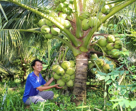 Anh Tuấn bên vườn dừa thơm đang cho trái xum xuê.