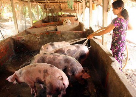 BVLHộ chăn nuôi cần chủ động phòng bệnh bằng cách tiêm phòng đầy đủ để tăng khả năng miễn dịch cho vật nuôi trong mùa mưa bão.