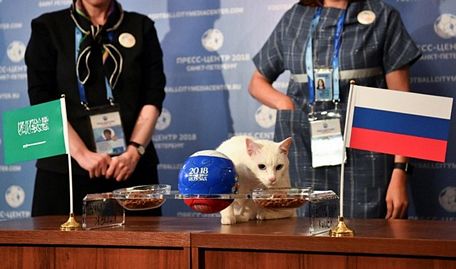 Chú mèo trắng Achilles sống tại Bảo tàng Hermitage ở thành phố St. Petersburg (Nga) đã lựa chọn 