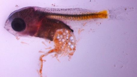 Phù du có chứa hạt vi nhựa, rồi đi vào trong cơ thể sinh vật biển. Trong ảnh: Một ấu trùng cá trinh nữ chứa rất nhiều hạt vi nhựa.