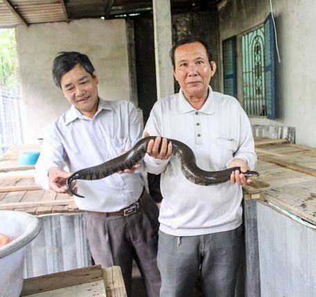  Lãnh đạo Hội Nông dân phường Phước Thới tham quan mô hình nuôi rắn của ông Nguyễn Văn Hoàng (bìa phải).  Ảnh: Thanh Thư