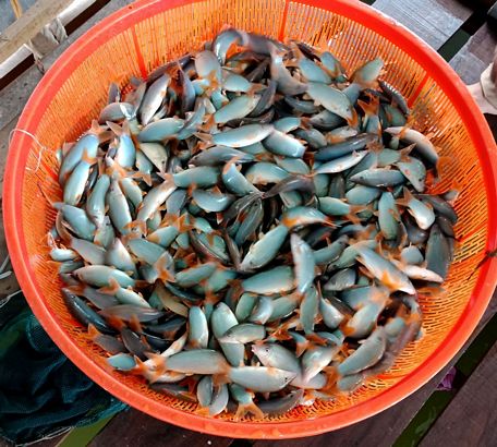 Cá heo nước ngọt có thịt béo và thơm nên được thị trường ưa chuộng