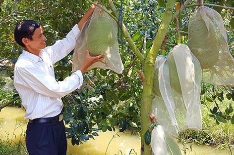 Nhà vườn trồng mít Thái ở xã Long Thạnh vui mừng khi giá đã bắt đầu tăng.