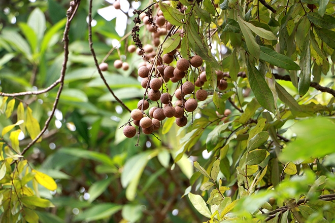 Tương truyền rằng quả từ cây nhãn tổ rất lớn có thể to bằng lòng chén trà.