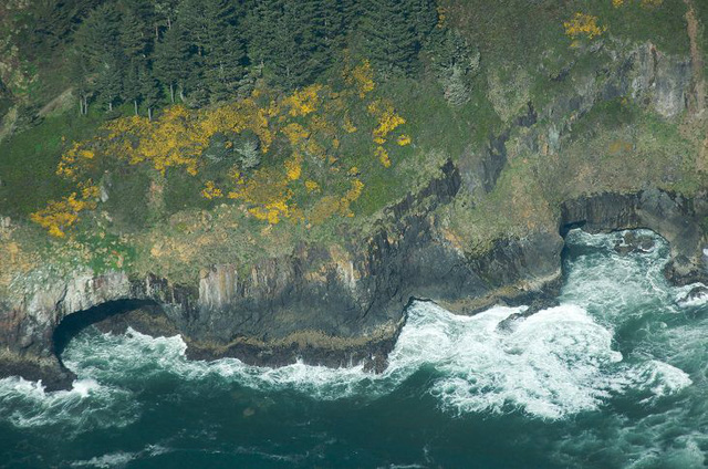 8. Hang Sư tử biển - Oregon, Hoa Kì
