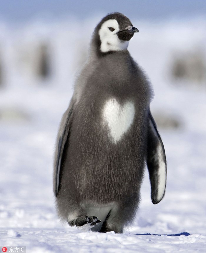 Nổi bần bật với hình trái tim màu trắng ngay giữa ngực, chú chim cánh cụt này khiến mọi người ấn tượng ngay từ cái nhìn đầu tiên.