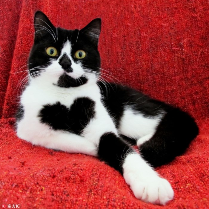 Zoe, một con mèo ở Hà Lan cũng có vệt lông hình trái tim siêu nổi bật trước ngực.