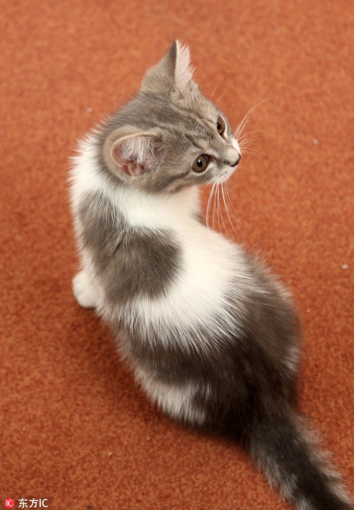 Tại Cambridge, Anh, một chú mèo tên là Pixie có vệt lông tình yêu hình trái tim trông rất dễ thương. Pixie thuộc sở hữu của cô Rebecca Martin-Merchant.