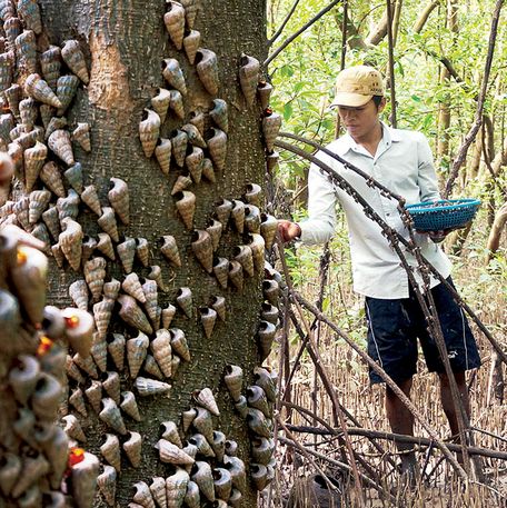  Bắt ốc len-đặc sản đất Mũi Cà Mau trên rừng phòng hộ ven biển Gò Công.