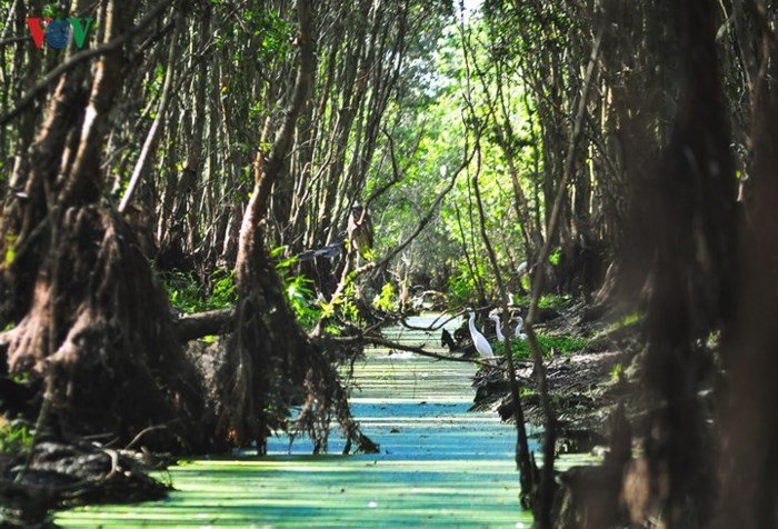 Rừng tràm Trà Sư (Tịnh Biên, An Giang) nổi tiếng với hệ sinh thái ngập nước gần 850 ha, nơi cư ngụ của nhiều loài động thực vật quý hiếm dưới tán tràm thâm u, trầm mặc.
