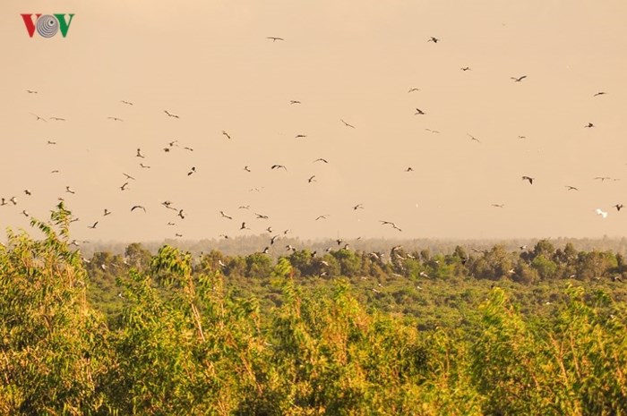Vườn quốc gia U Minh Thượng (Kiên Giang) hay Tràm Chim (Đồng Tháp) đều là những nơi tuyệt vời để ngắm chim. Mỗi buổi chiều tà, hàng ngàn cánh chim trở về trong bóng hoàng hôn, kín rợp cả một góc trời.