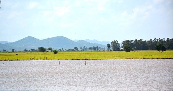 Nhiều cánh đồng lúa đang bị nước lũ uy hiếp, khiến người dân vùng biên giới Tri Tôn vô cùng lo lắng. ẢNH:  HUỲNH LỢI 