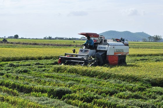 Nông dân khẩn trương thu hoạch lúa chạy lũ, do lúa chưa chín tới nên chấp nhận giảm năng suất, giảm chất lượng. ẢNH:  HUỲNH LỢI 