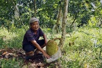 Tỷ phú trồng mít Thái siêu sớm
