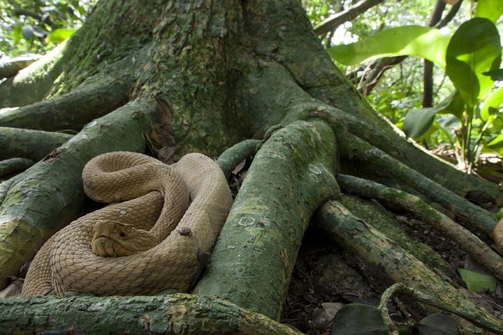Đảo Rắn, Brazil. Đây được công nhận là nơi nguy hiểm nhất hành tinh. Lý do khá đơn giản - nơi này có một trong những loài rắn độc nhất thế giới-Bothrops. Các nhà nghiên cứu ước tính có khoảng 5 con rắn/mét vuông sống trên đảo. Chính phủ Brazil cấm khách du lịch tới đây.