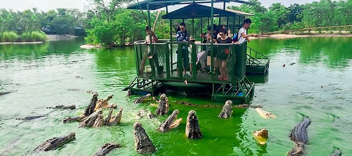 Vương quốc voi ở Chonburi, Thái Lan. Tại đây, du khách có thể tiếp cận cá sấu trên bè gỗ nhỏ. Họ sử dụng thịt bò hoặc thịt miếng gắn vào thanh treo lưỡi liềm để cho cá sấu ăn.