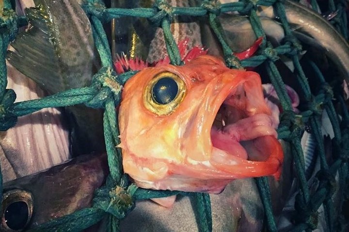 Một chú cá bị mắc qua lưới.