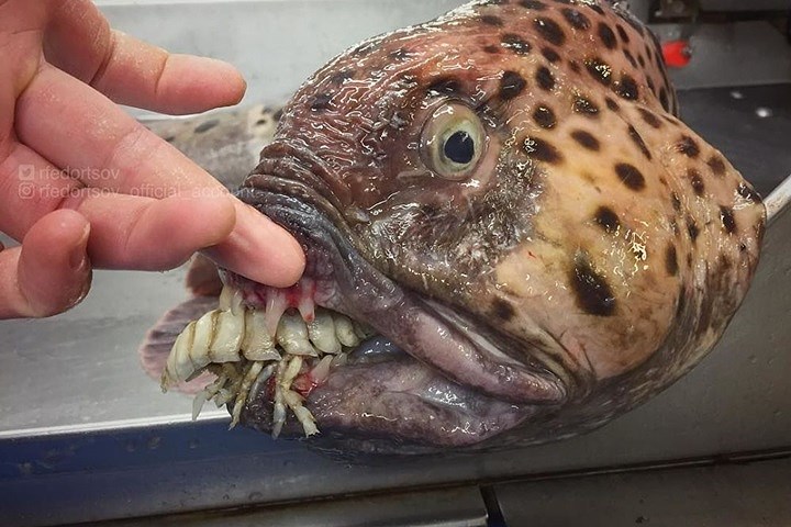 Chú cá da đốm này vẫn đang ngậm một con mồi trong miệng.