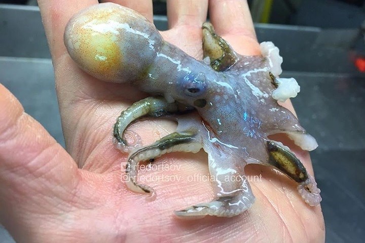 Một loài bạch tuộc dưới biển sâu.