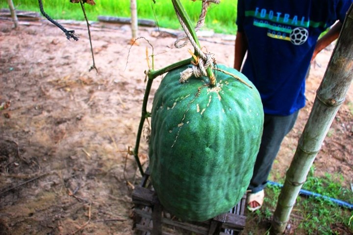 “Điều kỳ lạ, giống bí đao được trồng ở làng có kích thước rất lớn. Đến nỗi, một vườn bí cả làng ăn không hết phải mang đến các chợ vừa bán, vừa cho”, nông dân Nguyễn Văn Trung (xã Mỹ Thọ) cho hay.