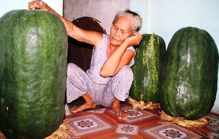 Theo bà Nguyễn Thị Đảm (68 tuổi, thôn Chánh Trạch 1), giống bí đao này chỉ khi trồng trên đất Bàu Chánh Trạch thì mới cho ra quả to như vậy. Đưa hạt giống đến ươm trồng ở nơi khác thì quả lại có kích thước bình thường.