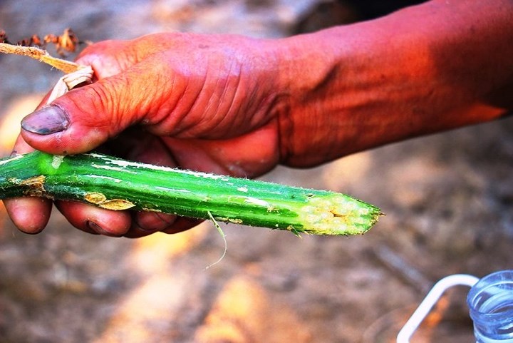 Ngoài thu hoạch quả, nước từ thân bí dùng để thanh nhiệt, mát gan trị các loại bệnh thông thường như lang ben, hắc lào.