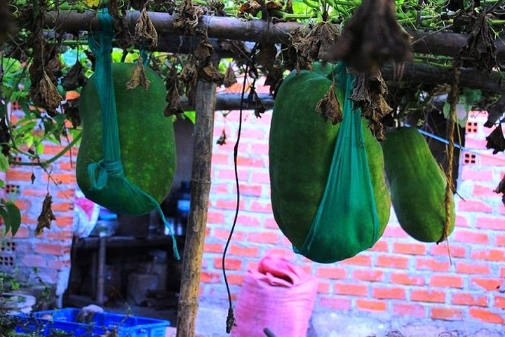 Vì trọng lượng quá “khủng” nên bí đao được nông dân ở Bàu Chánh Trạch níu giữ bằng võng tự chế./.