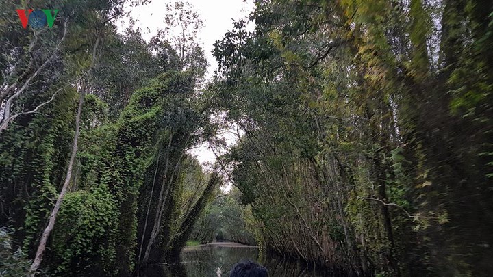 Len lỏi qua những dòng kênh, hít căng lồng ngực, mùi không khí trong lành, mát mẻ, rẽ nước giữa cánh rừng tràm thăm khu thuần dưỡng chim lớn nhất Việt Nam.