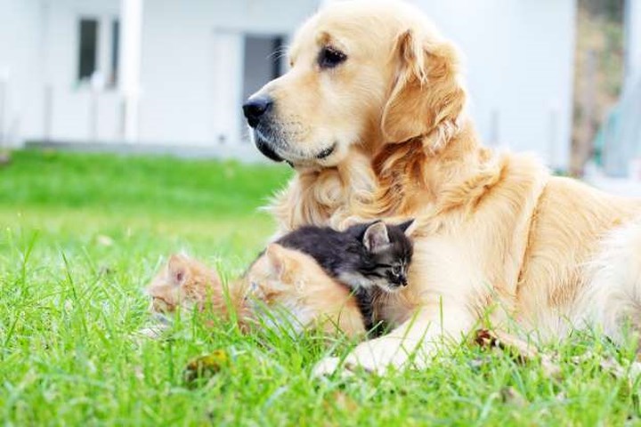 Chó mẹ che chở đàn mèo con.