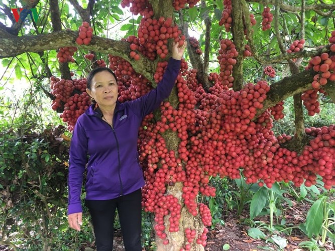 Những ngày này, vườn dâu da rừng (có nơi gọi là dâu da đất) của gia đình chị Nguyễn Thị Thu Nguyệt ở xã Cửu An, thị xã An Khê, tỉnh Gia Lai thu hút sự chú ý của nhiều người tới thăm quan. 