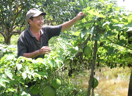 Chú Lê Văn Khanh chăm sóc gấc trồng xen trong vườn đang cho thu nhập khá, “lấy ngắn nuôi dài”.
