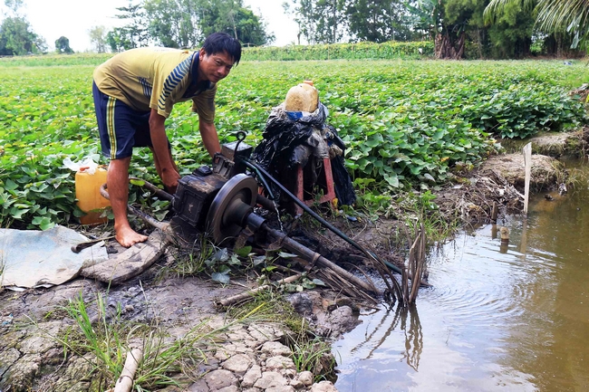 Ông Phạm Văn Phong (ở ấp Hưng Thuận, xã Tân Hưng) đã thức trắng đêm để canh nước, chạy máy bơm chống úng cứu ruộng khoai.