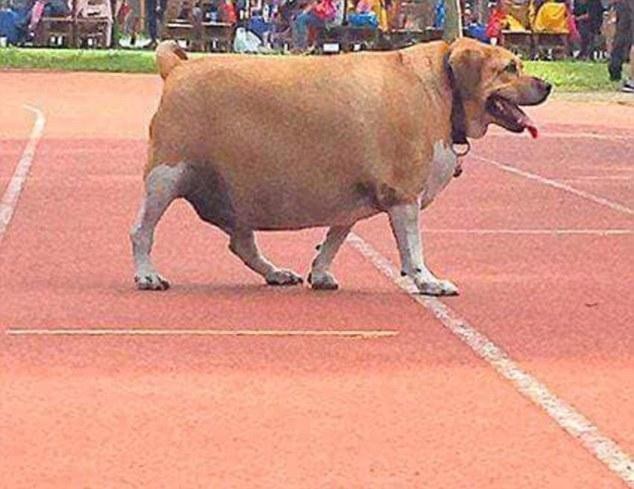 Chú chó béo phì này của một trường tiểu học ở Đài Loan đang cần giảm cân cấp tốc.