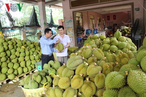 Nhiều nông dân ở xã Tam Bình tỉ phú với mô hình trồng sầu riêng