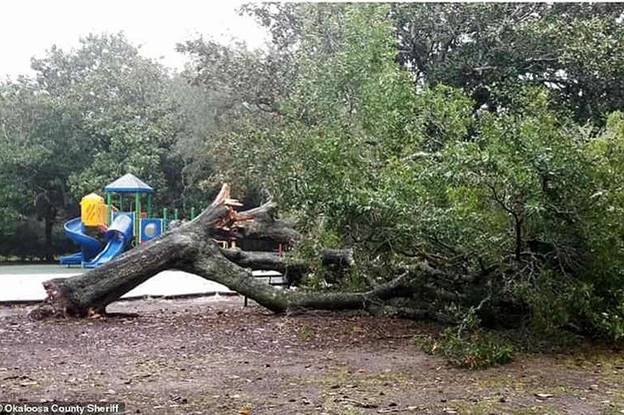 Cây đổ do gió dữ ở quận Okaloosa, bang Florida.
