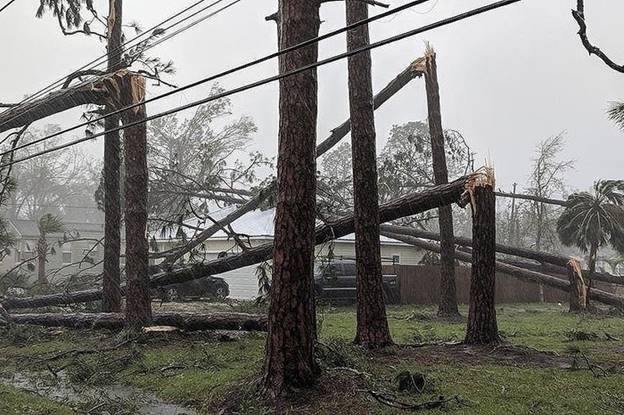 Nhiều cây thông bị gió bão quật gãy tại thành phố Port St. Joe, Florida, Mỹ.